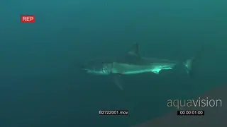Great white shark gently swimming underwater in ocean then turning away LS PAN HAND