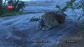 Leopard resting on a rock MLS HAND