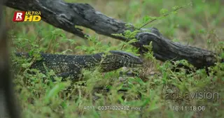 Nile monitor sinous walk, long forked tongue sensing while hunting and looking around.