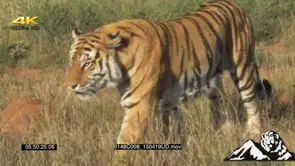 Tiger walking out of frame GREEN LS PAN ZO