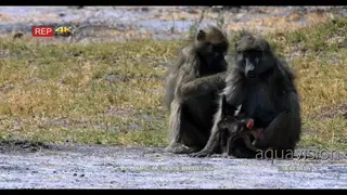 Baboons grooming while baboon mother carrying twin infants