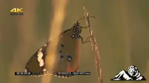 Butterfly sitting on end of a grass in nice afternoon light