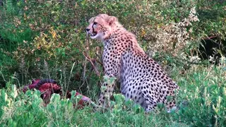 Bloody Cheetah sitting next to a kill and looking around on bushveld MLS