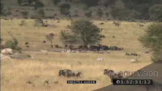 Sequence of Blue Wildebeest migration in the Serengeti WS XWS PAN ZO