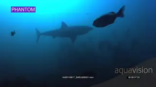 Great White shark in blue ocean Super-slow motion UW PROFILE