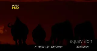 MWS- Red Silhouette of a herd of Black Wildebeest grazing on grass.
