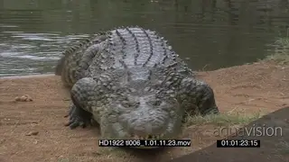 Nile Crocodile cautiously walking towards camera charge