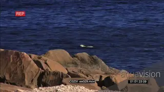 Polar Bear swimming in ocean XWS
