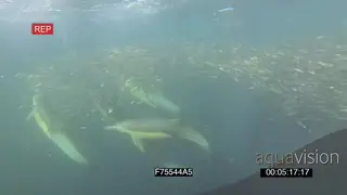 Cape fur Seals Common Dolphins circling around going through Sardine baitball feeding.