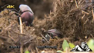Dung beetles feeding in dung, creating dung balls CU FOCUS PULL PAN SLOW