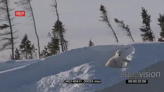 Polar Bear cub outside winter den playing scouting around searching for mother