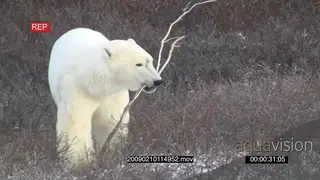 Polar bear scouting around walking towards camera with stick in mouth