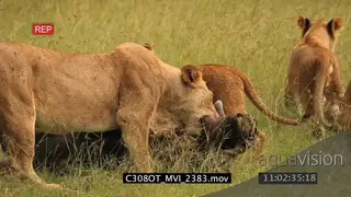 Lioness suffocate Wildebeest, young cubs around carcass AmCam