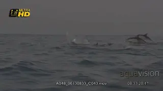 Energetic Common Dolphin pod jumping, breaching and twisting while above water surface.