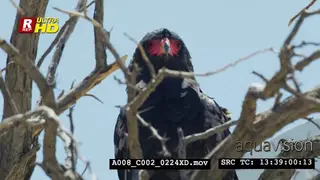 Bateleur eagle sitting, preening and looking around.