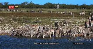 Large Dazzle of zebra drinking water while rest of the herd walking away.