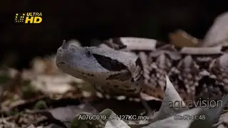Gaboon viper flattened head, scouting and flicking tongue.