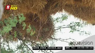 Sociable weaver sitting on the tree branch and flying in the nest.