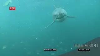 A pair of Great white sharks gently swimming through school of Fransmadams and passing by.