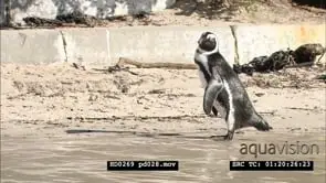 African Penguins on Boulders beach, between bathers and beachgoers