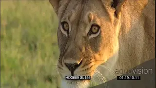 African lionesses hunting scouting around