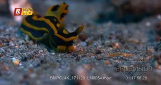 Close up side view shot of a black and yellow stripped nudibranch.