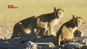 Three lion cubs drinking from waterhole