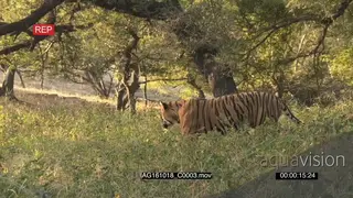 Bengal tiger walking around GENERAL BEHAVIOR GREEN AmCam