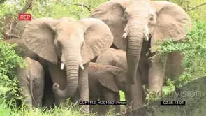African Elephant Herd Dust bathing and grazing