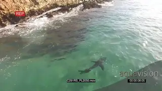 AERIAL Great white shark hunting patrolling along coastline GOOD LIGHT