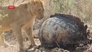 African Lioness feeding on a carcass on bushveld then walking away MLS HAND