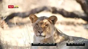 African lioness resting grooming under shade