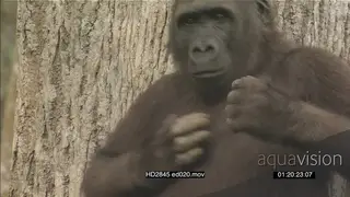 Medium shot gorilla standing in front of tree and beating chest MS