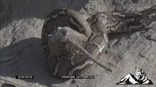 Dwarf Python constricting Mouse HA MCU