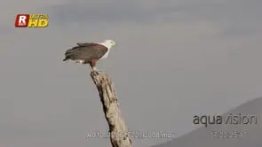 African Fish eagle perched on tree log, foraging from a high angle and looking around. HA.