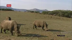 WHITE RHINO GRAZING MS CU