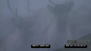 Reindeer herd, also known as caribou in North America, sniffing.