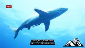 Blacktip Shark hunting swimming GENERAL BEHAVIOUR