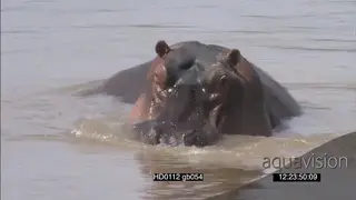 Hippo swimming around Scenic luangwa river