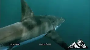 Great White Shark attack sequence