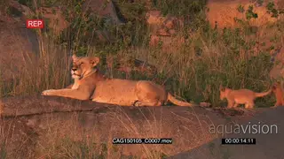 African Lioness laying down on rocks and cubs showing affection and walking around MLS.