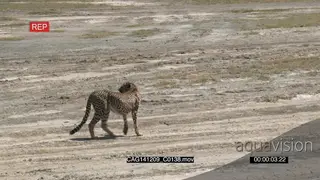 Cheetah walking on a semi-desert looking around LS PAN