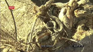 Tiger pitviper hunting, CU of face and scales