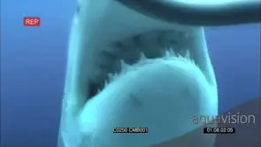 Great white shark bitting the shark cage CU TU UW