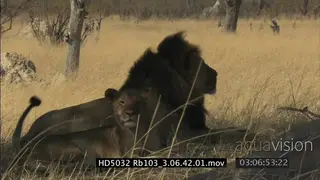 African Lion pride laying down under tree; MS CU