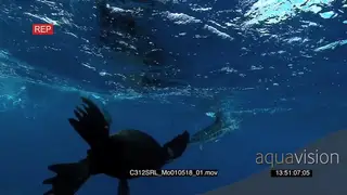 Two (2) Marlin sailfish swim past and Seals feeding on bait ball in deep blue ocean