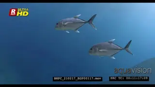 A Close Up shot of two Giant Trevally, Caranx ingnobilis swimming.