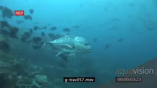 Giant Kingfish swimming underwater in ocean passing by camera and schools of varied sea.