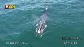 Adult female and young Southern right whale swimming and V- shaped blowing