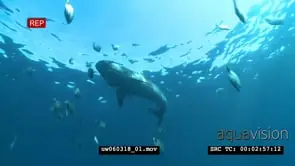 Tiger Shark swimming underwater in ocean passing by a school of Blacktails LA WS HAND
